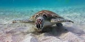 Klein Curaçao turtle
